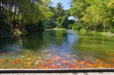 Güzel botanik bahçesi - Jardin de Deshaies, Basse-Terre 'nin kuzey batısı, Guadeloupe, Karayipler