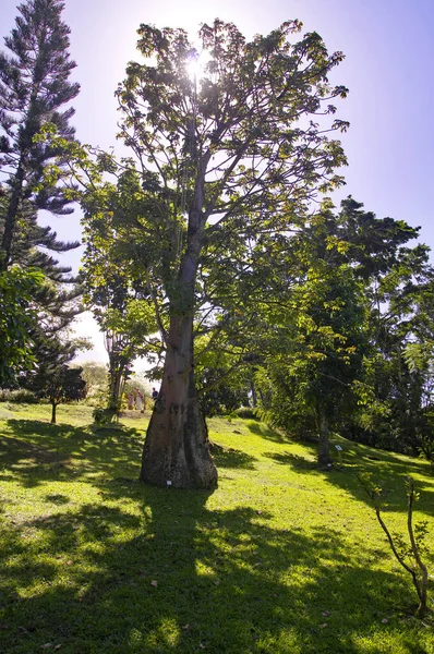 Basse-Terre / Guadeloupe - January 07, 2019: Beautiful botanical garden - Jardin de Deshaies, north west of Basse-Terre, Guadeloupe, Caribbean — стокове фото