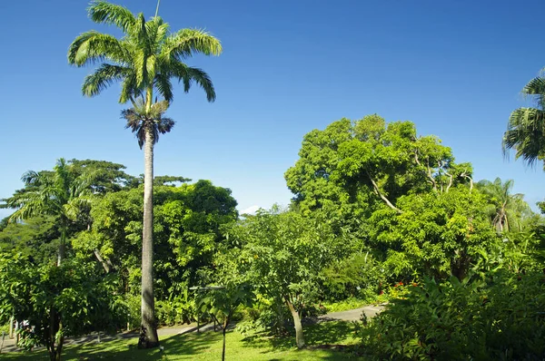 Όμορφος βοτανικός κήπος - Jardin de Deshaies, βορειοδυτικά της Basse-Terre, Γουαδελούπη, Καραϊβική — Φωτογραφία Αρχείου