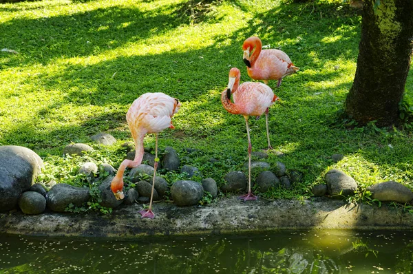 Deshaies 'deki Botanik Bahçesi' nde güzel flamingolar Basse-Terre, Guadeloupe 'un kuzeybatısında. — Stok fotoğraf