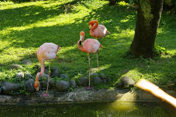 Deshaies 'deki Botanik Bahçesi' nde güzel flamingolar Basse-Terre, Guadeloupe 'un kuzeybatısında. — Stok fotoğraf