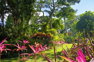 Güzel botanik bahçesi - Jardin de Deshaies, Basse-Terre 'nin kuzey batısı, Guadeloupe, Karayipler
