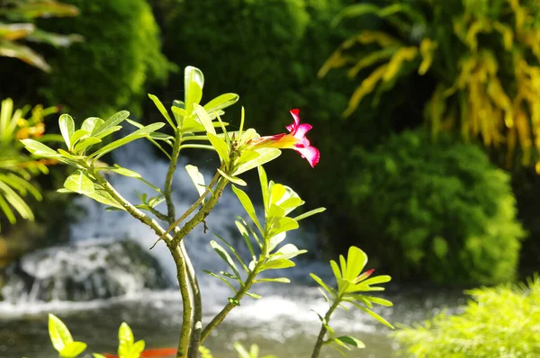 Belo jardim botânico - Jardin de Deshaies, noroeste de Basse-Terre, Guadalupe, Caribe — Fotografia de Stock