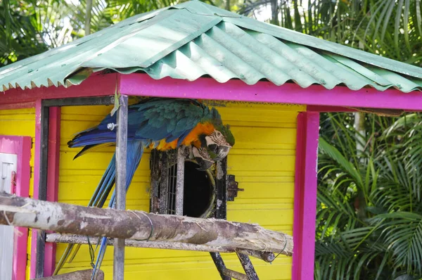 Ein bunter Papagei im Nordwesten von basse-terre, guadeloupe — Stockfoto