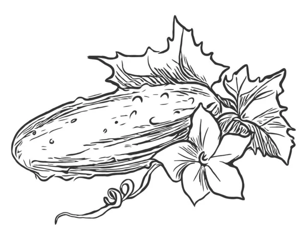 Komkommervruchten met bloemen en bladeren lijn vector illustratie — Stockvector