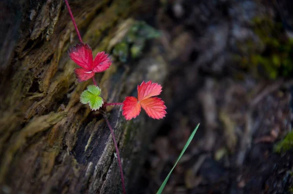 Rote Herbstblätter auf dunklem, verschwommenem Hintergrund — Stockfoto