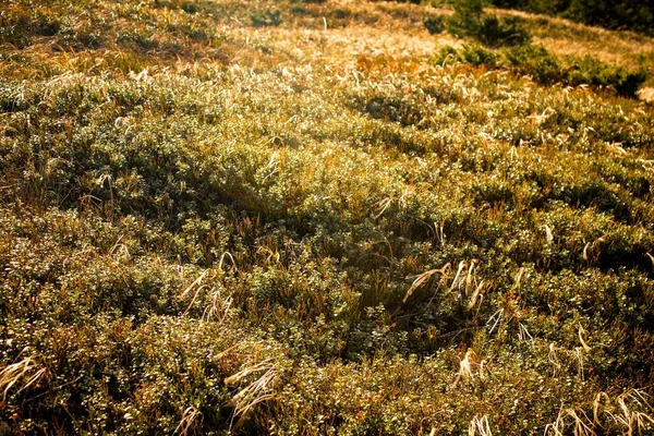 Altın sonbahar otları ve böğürtlenler fotoğraf arkaplanı 