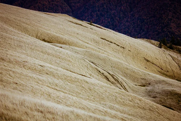 Sarı çim tarlası ve dalgalı tepeleriyle manzara