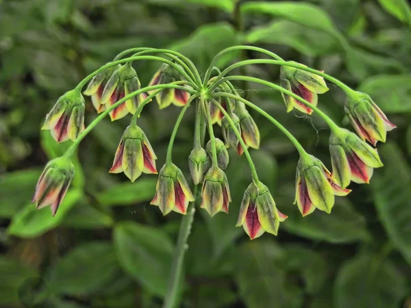 Allium Bulgaricums Sicilianska Honung Lily — Stockfoto