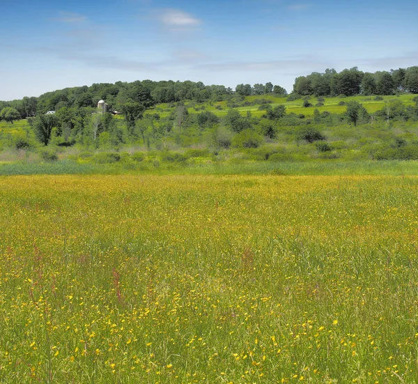 Ackerland Mit Einer Wiese Voller Ranunkeln — Stockfoto