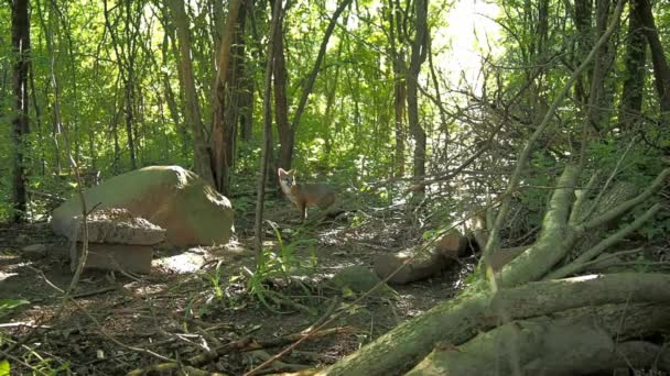 野生红色狐狸在森林里 — 图库视频影像