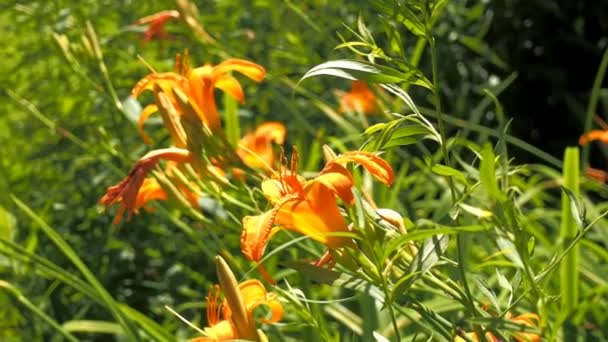 Flowers Growing Garden Summer — Stock Video