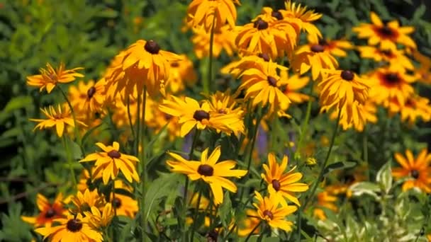 Las Flores Que Crecen Jardín Verano — Vídeos de Stock