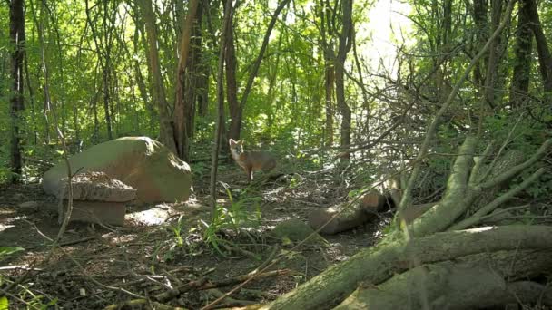 Volpe Rossa Selvatica Nel Bosco — Video Stock