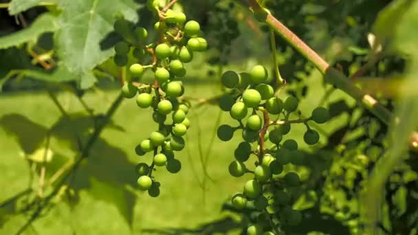 Unripe Concord Grapes Growning Summer — Stock Video