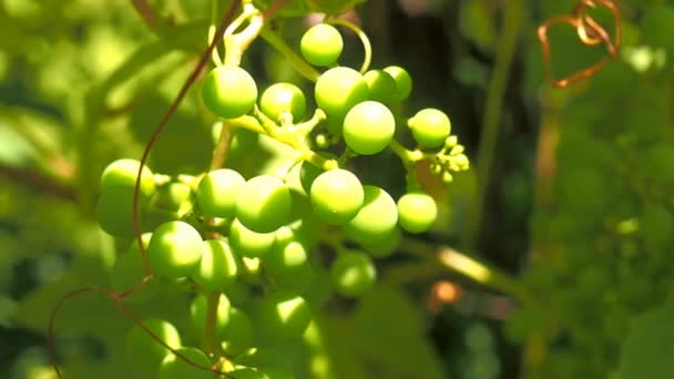 Concord Druiven Groeien Wijnstokken — Stockvideo