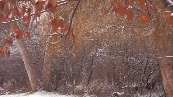 Alberi Radura Foresta Durante Una Nevicata Leggera — Video Stock
