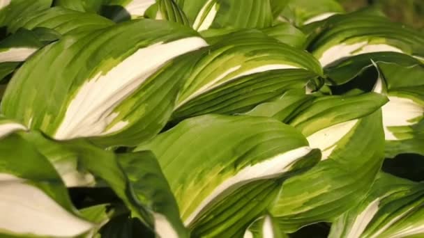 春の朝にホスタ植物の葉 — ストック動画