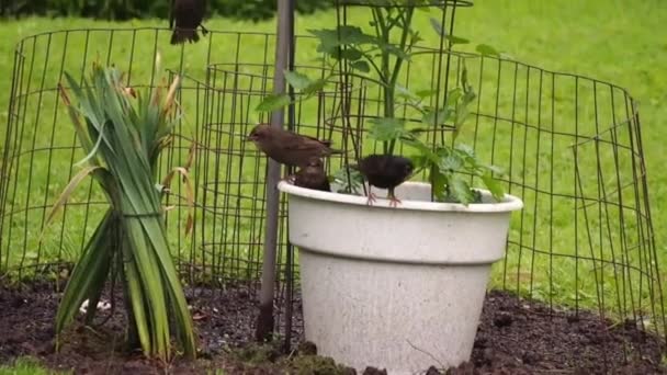 Madre Starling Nutrire Suoi Tre Bambini Affamati — Video Stock