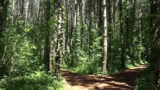 Floresta Pinheiros Belo Dia Primavera — Vídeo de Stock