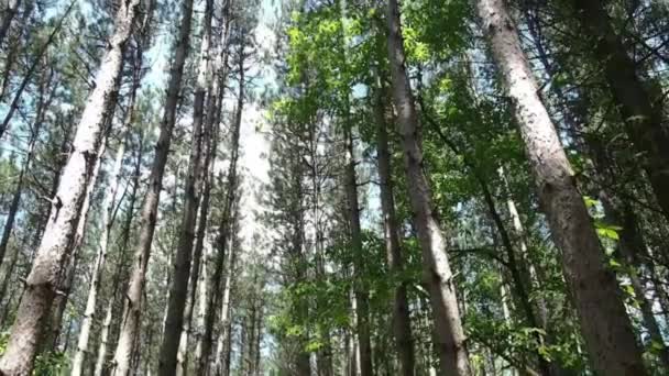Fenyőfa Erdő Egy Szép Tavaszi Napon — Stock videók