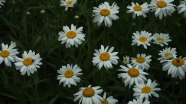 Güzel bir yaz sabahı çiçek açan çiçekler