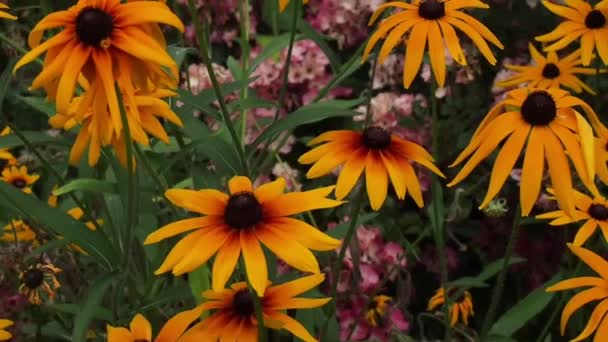 美丽的夏日早晨盛开的花朵 — 图库视频影像
