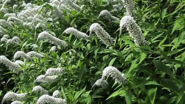 Квіти Чорного Коханого Саду Задньому Дворі — стокове відео