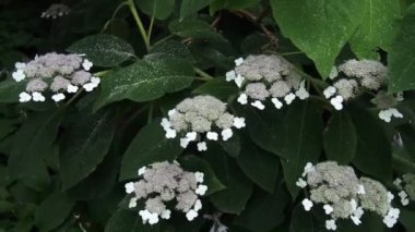 Ammi Majus da False Queen Annes Dantel veya Dantel Çiçek olarak bilinen 