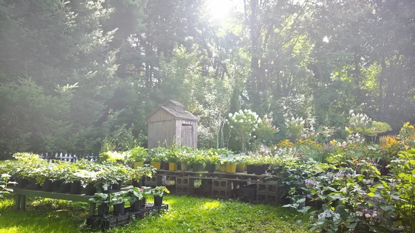 Landelijk tuinbouwbedrijf — Stockfoto