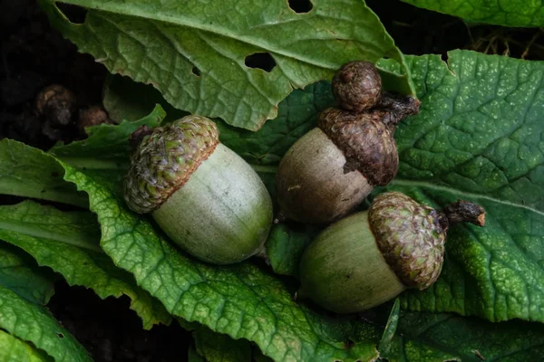 Three acorns — Stock Photo, Image