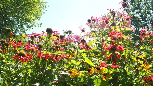 Flores sortidas em um jardim — Fotografia de Stock