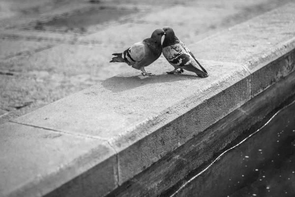 Sevgi ve güvercinler. Siyah beyaz bir fotoğraf üzerine öpüşme güvercinler