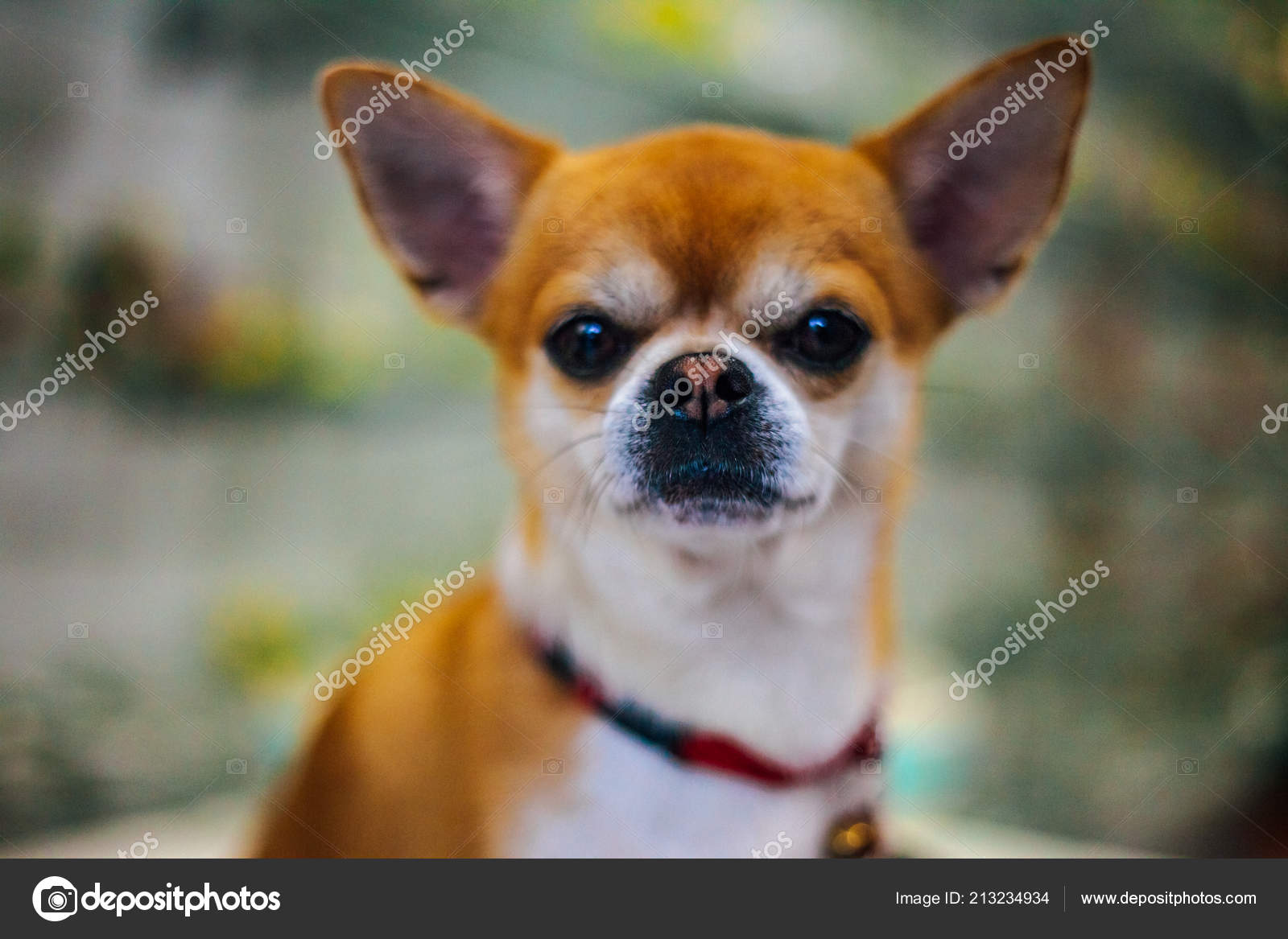 small dogs with big eyes