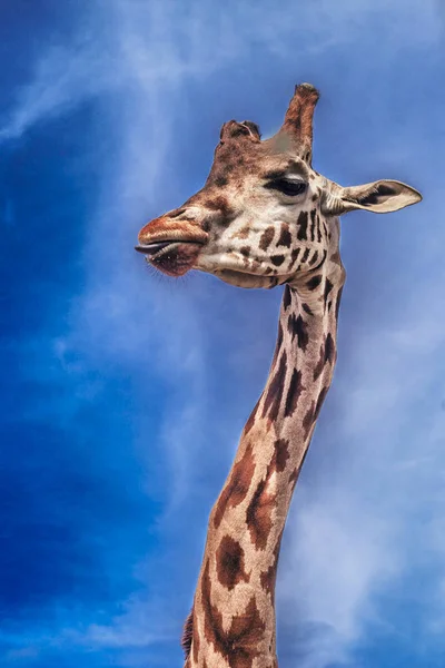 Giraffe against the blue sky . Beautiful giraffe with long neck shows tongue .