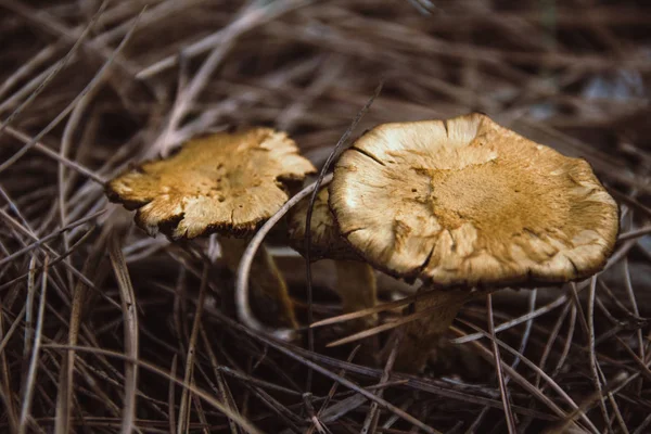 Kuru ot sonbahar ormanda bir takas üzerinde kahverengi mantar