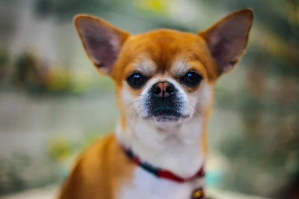 Güzel, küçük bir kırmızı köpek iri gözlü portresi