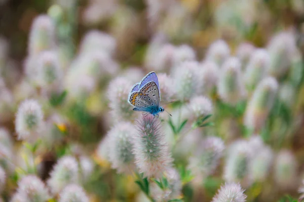 Küçük güzel çok renkli kelebek çiçek ormandaki bir arka plan üzerinde