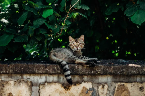 Ağaçlar yeşil yeşillik bir çerçevede bir çit oturan evsiz kedi