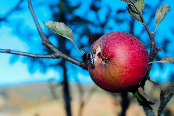 Kırmızı elma ile soğuk bir sonbahar günü dal