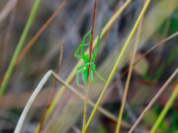 Küçük yeşil örümcek çim