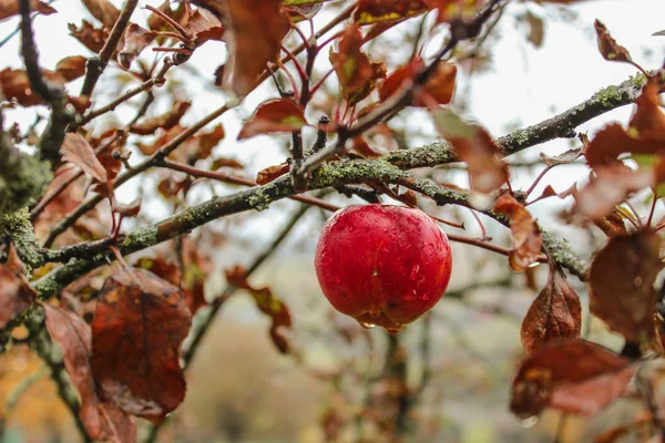 Yağmurlu bir sonbahar gününde sarı yapraklar ile dal kırmızı elma