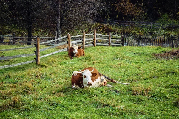 Two White Brown Cows Clearing Lie Green Grass Stock Photo