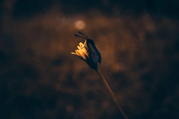 Borboleta Mágica Com Fundo Escuro — Fotografia de Stock