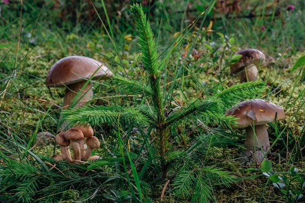 Yaz aylarında ormandaki mantar. Güzel taze yenilebilir mantar, ormanda porcini mantar