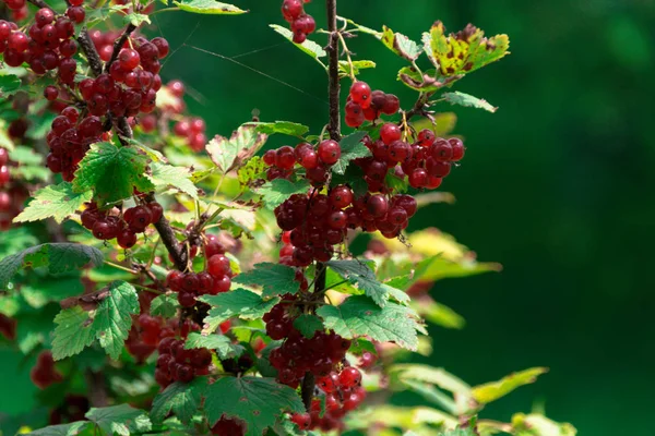 Olgun meyveli kırmızı frenk üzümü çalısı