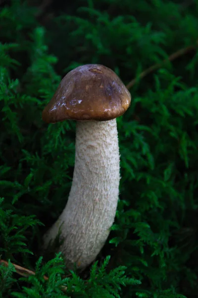 yeşil çim zemin üzerine mantar