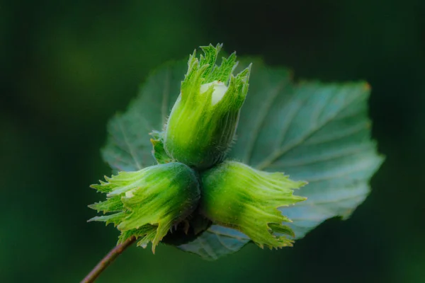 Olgunlaşma fındık. Genç ela, yeşil fındık fıstık, ağaç büyümek