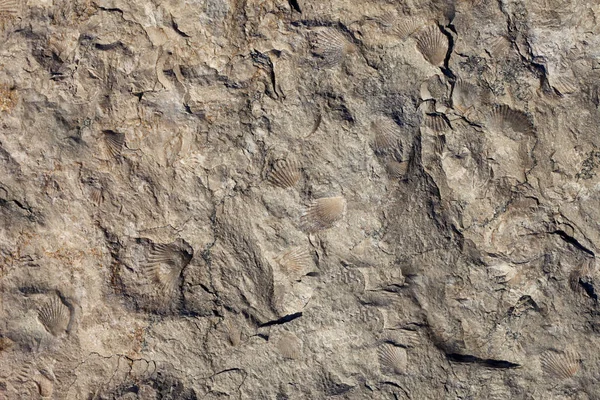 Taş dokusu arka plan. Mermer yüzeyi, deniz kabukları deseni ile. 