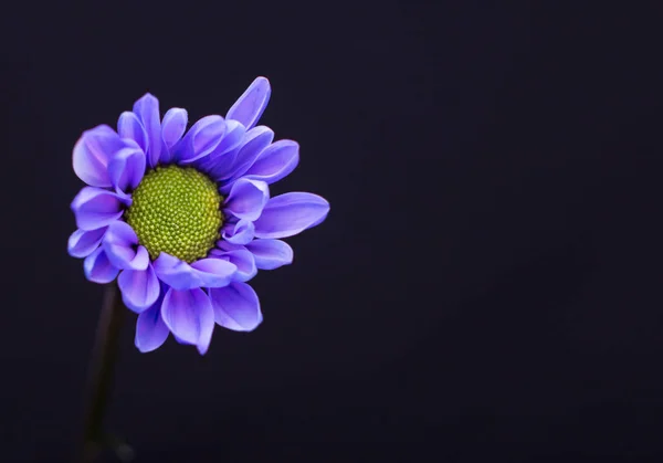 karanlık bir arka plan üzerinde çiçek